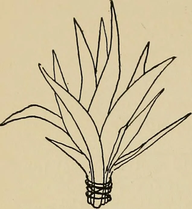 An illustration from New ideas for work and play; what a girl can make and do, 1902, leaf 211