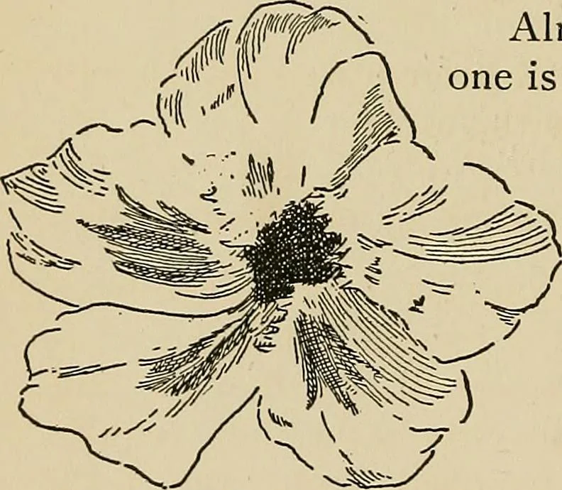 An illustration from New ideas for work and play; what a girl can make and do, 1902, leaf 211