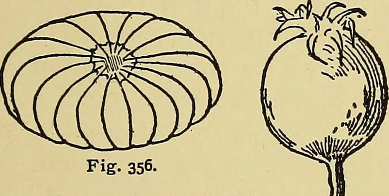An illustration from New ideas for work and play; what a girl can make and do, 1902, leaf 212