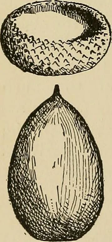 An illustration from New ideas for work and play; what a girl can make and do, 1902, leaf 213