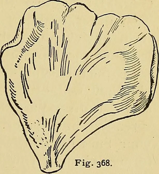 An illustration from New ideas for work and play; what a girl can make and do, 1902, leaf 214