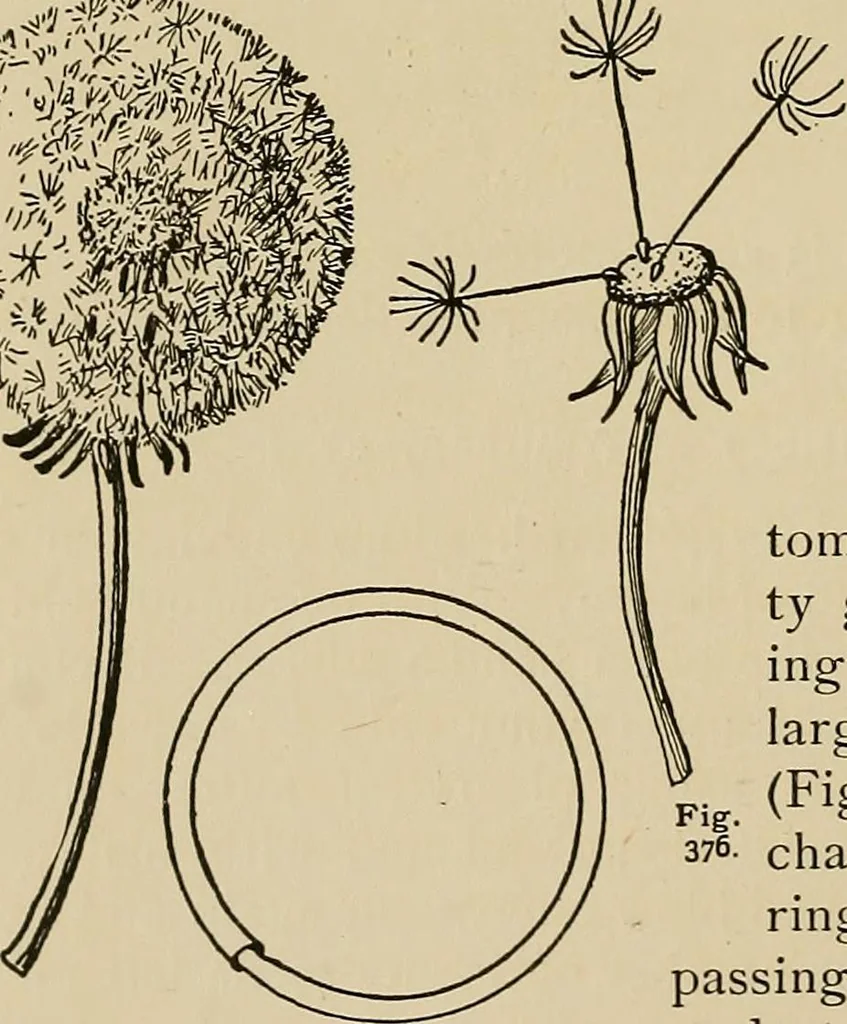 An illustration from New ideas for work and play; what a girl can make and do, 1902, leaf 217