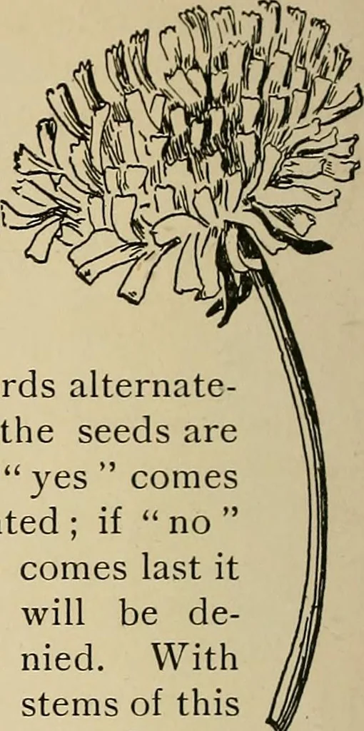 An illustration from New ideas for work and play; what a girl can make and do, 1902, leaf 217