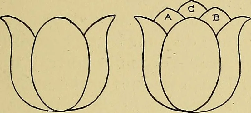 An illustration from New ideas for work and play; what a girl can make and do, 1902, leaf 268