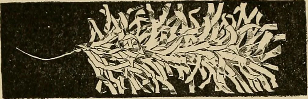 An illustration from New ideas for work and play; what a girl can make and do, 1902, leaf 299