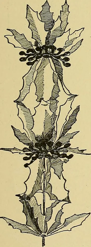 An illustration from New ideas for work and play; what a girl can make and do, 1902, leaf 304