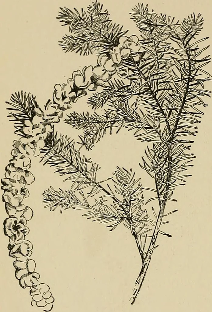 An illustration from New ideas for work and play; what a girl can make and do, 1902, leaf 305