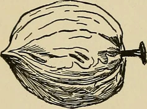 An illustration from New ideas for work and play; what a girl can make and do, 1902, leaf 307