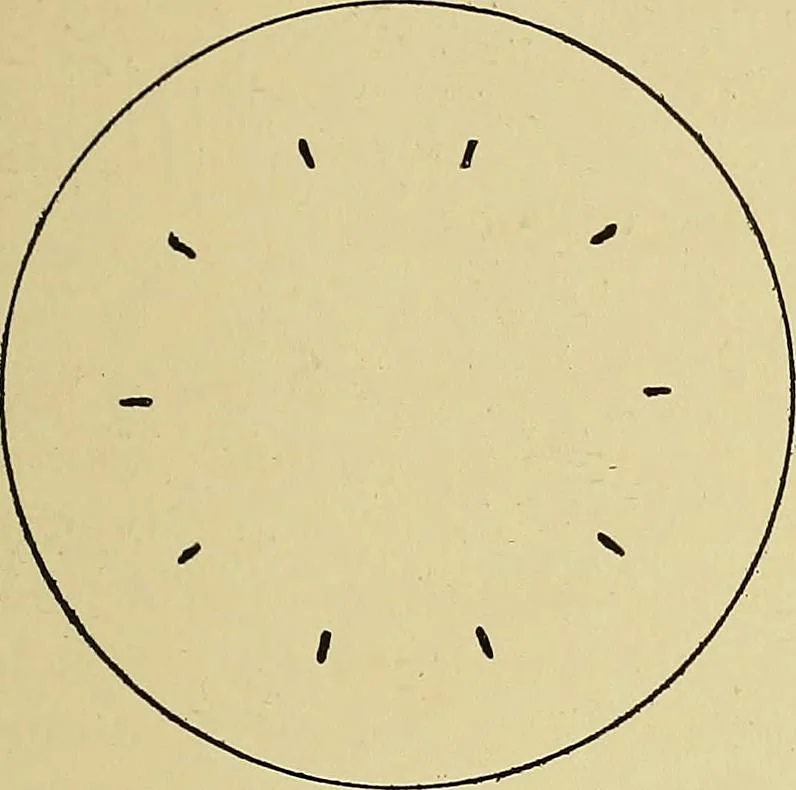 An illustration from New ideas for work and play; what a girl can make and do, 1902, leaf 310