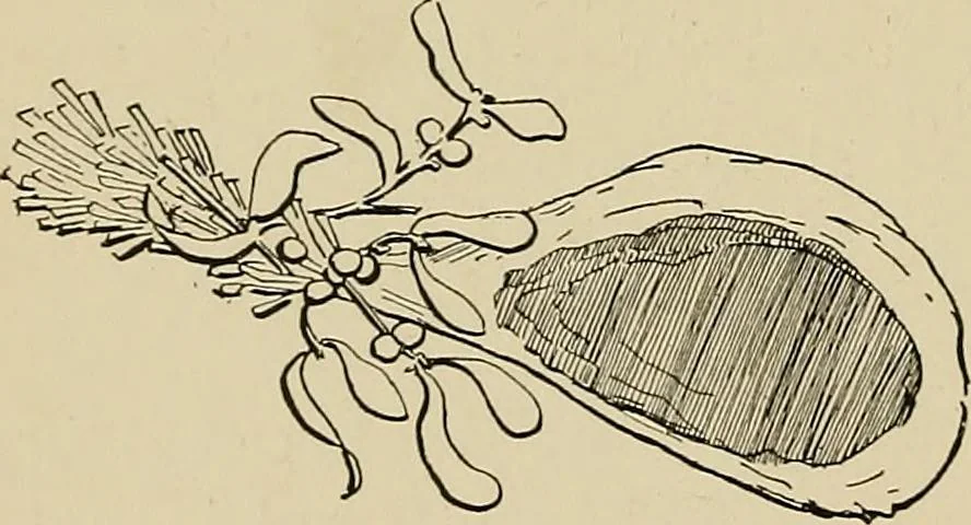 An illustration from New ideas for work and play; what a girl can make and do, 1902, leaf 317