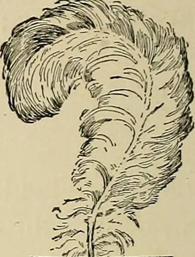 An illustration from New ideas for work and play; what a girl can make and do, 1902, leaf 343