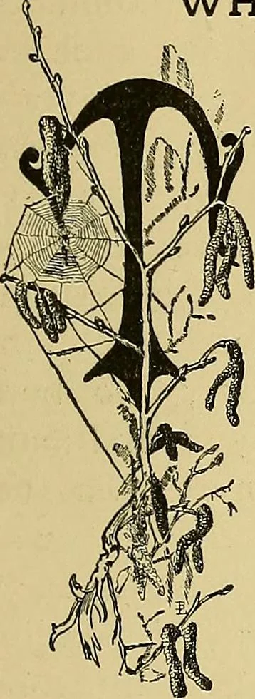 An illustration from New ideas for work and play; what a girl can make and do, 1902, leaf 414