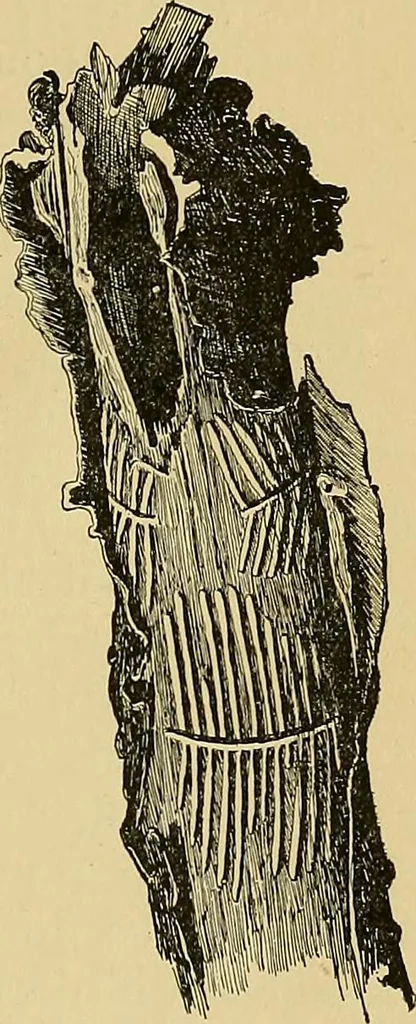 An illustration from New ideas for work and play; what a girl can make and do, 1902, leaf 424