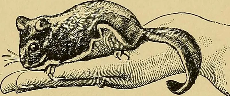 An illustration from New ideas for work and play; what a girl can make and do, 1902, leaf 426