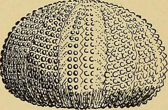 An illustration from New ideas for work and play; what a girl can make and do, 1902, leaf 432