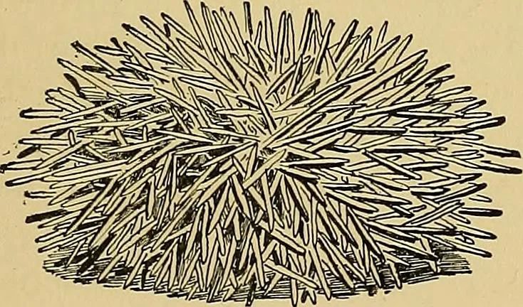 An illustration from New ideas for work and play; what a girl can make and do, 1902, leaf 432