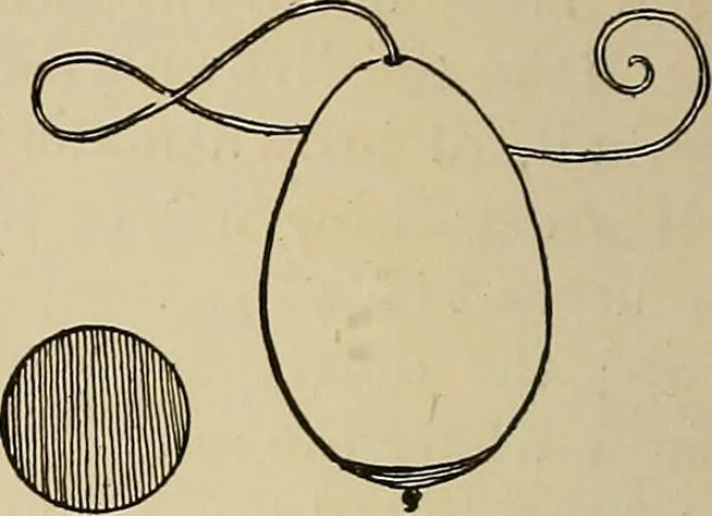 An illustration from New ideas for work and play; what a girl can make and do, 1902, leaf 57