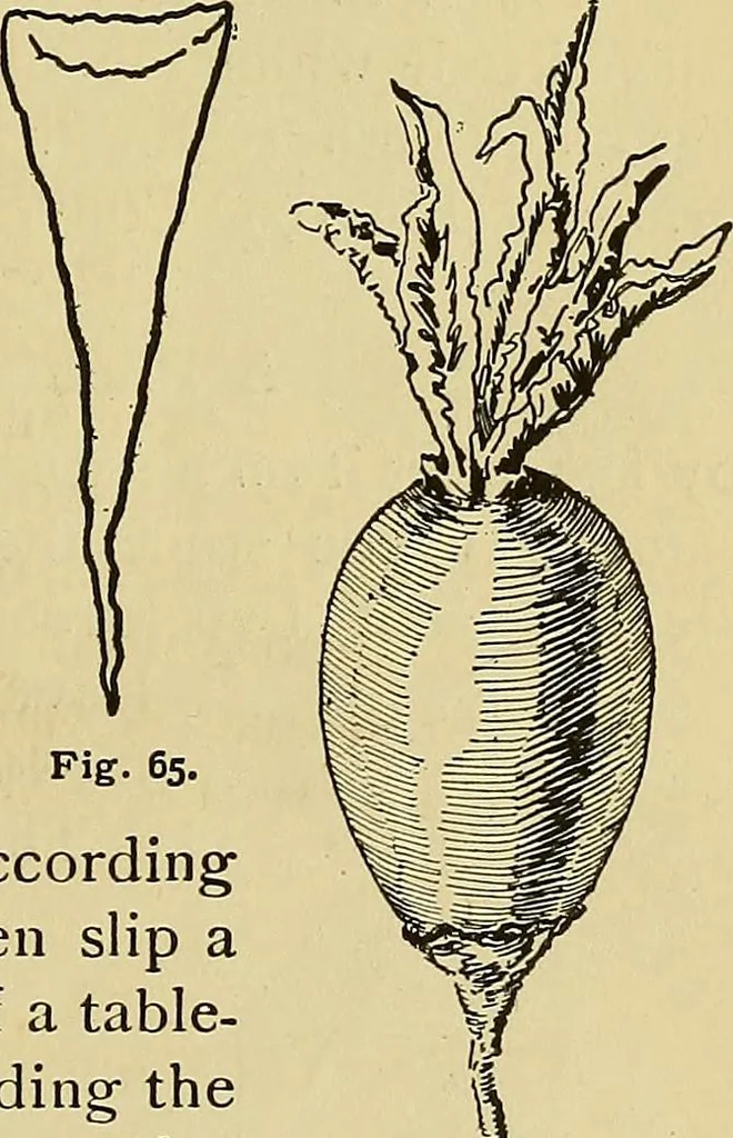 An illustration from New ideas for work and play; what a girl can make and do, 1902, leaf 58