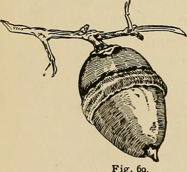 An illustration from New ideas for work and play; what a girl can make and do, 1902, leaf 59