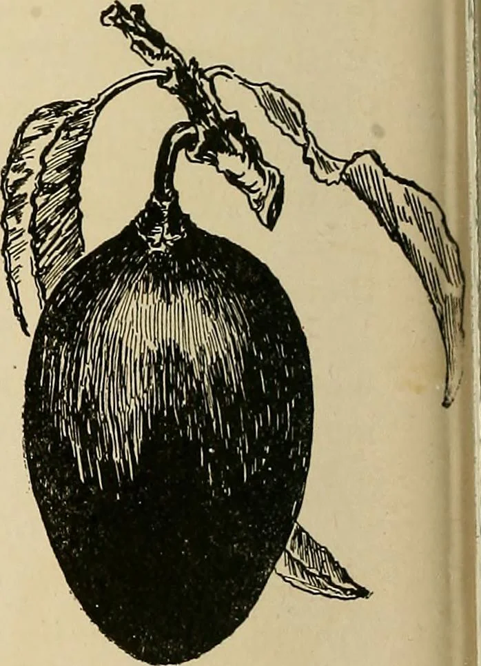 An illustration from New ideas for work and play; what a girl can make and do, 1902, leaf 59