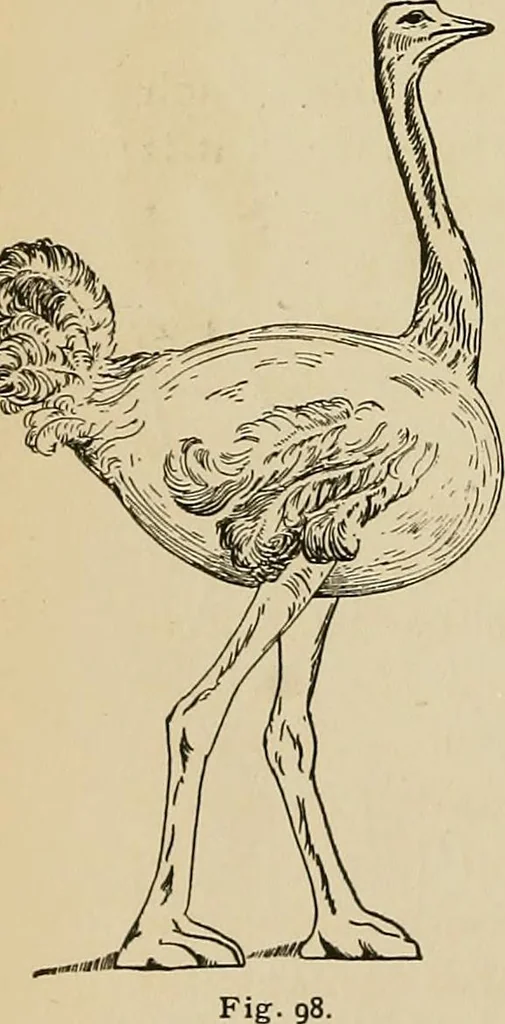 An illustration from New ideas for work and play; what a girl can make and do, 1902, leaf 69