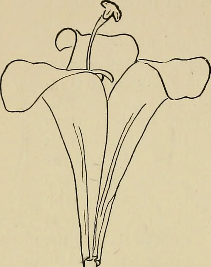 An illustration from New ideas for work and play; what a girl can make and do, 1902, leaf 75