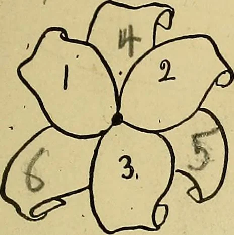An illustration from New ideas for work and play; what a girl can make and do, 1902, leaf 76