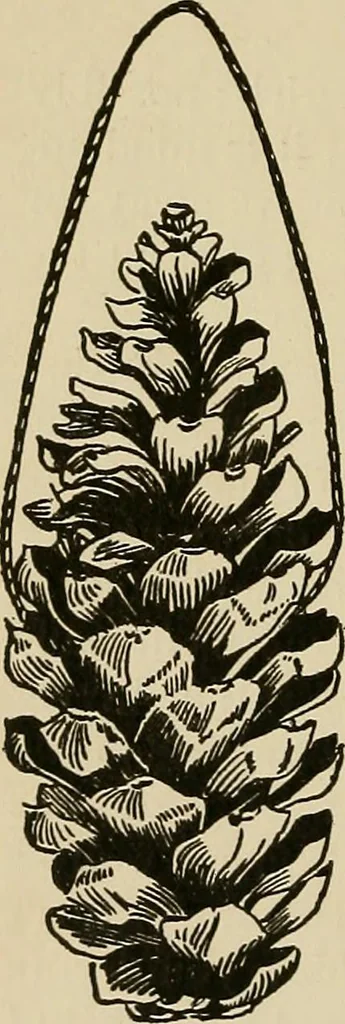 An illustration from New ideas for work and play; what a girl can make and do, 1902, leaf 79