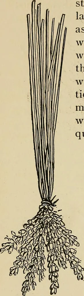 An illustration from New ideas for work and play; what a girl can make and do, 1902, leaf 85