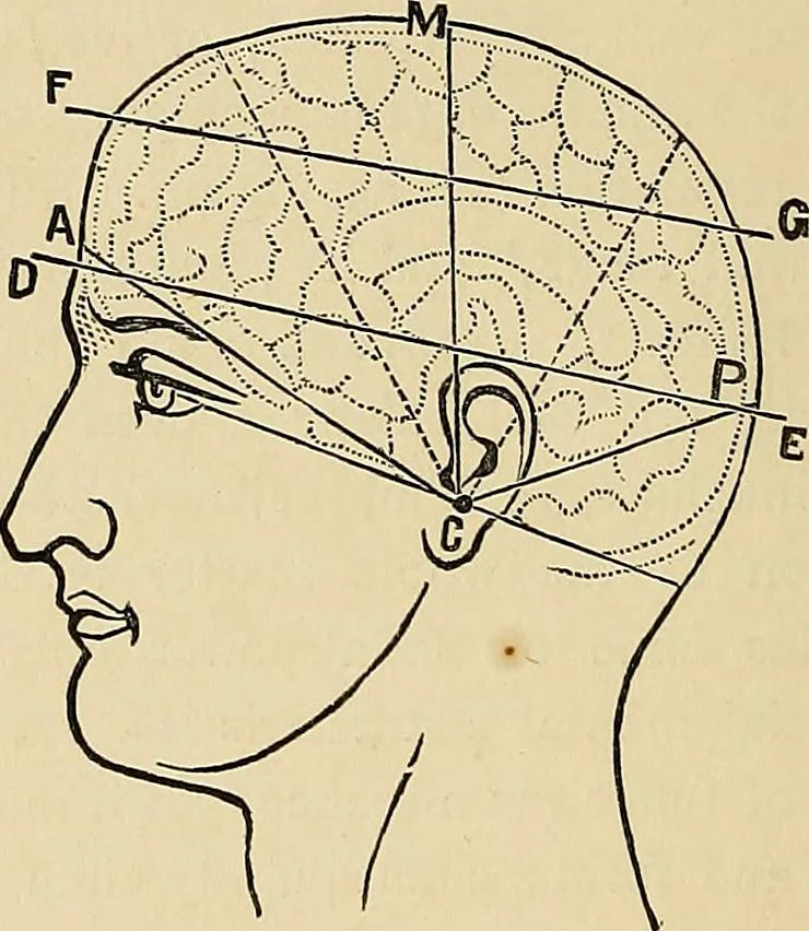 An illustration from A new illustrated hand-book of phrenology, physiology and physiognomy, 1878, leaf 139