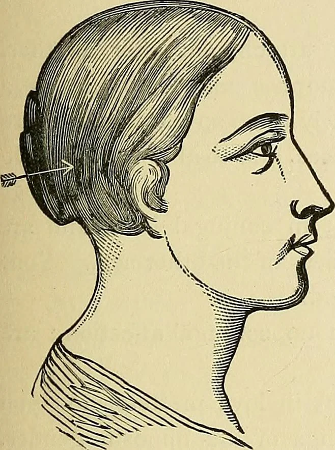An illustration from A new illustrated hand-book of phrenology, physiology and physiognomy, 1878, leaf 152