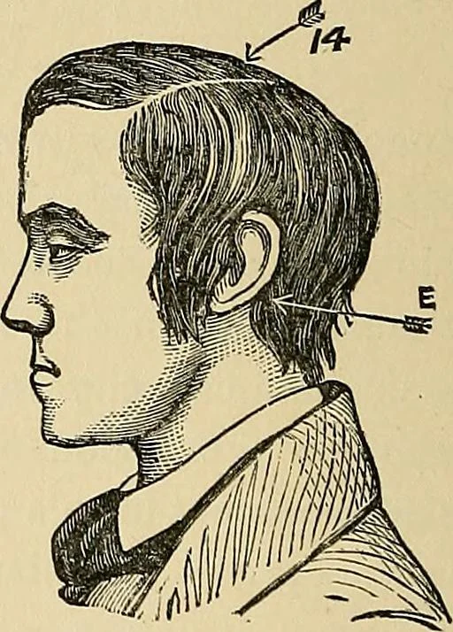 An illustration from A new illustrated hand-book of phrenology, physiology and physiognomy, 1878, leaf 171