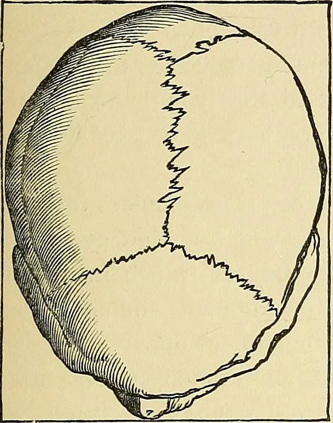 An illustration from A new illustrated hand-book of phrenology, physiology and physiognomy, 1878, leaf 192