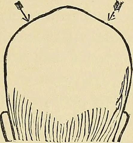 An illustration from A new illustrated hand-book of phrenology, physiology and physiognomy, 1878, leaf 212