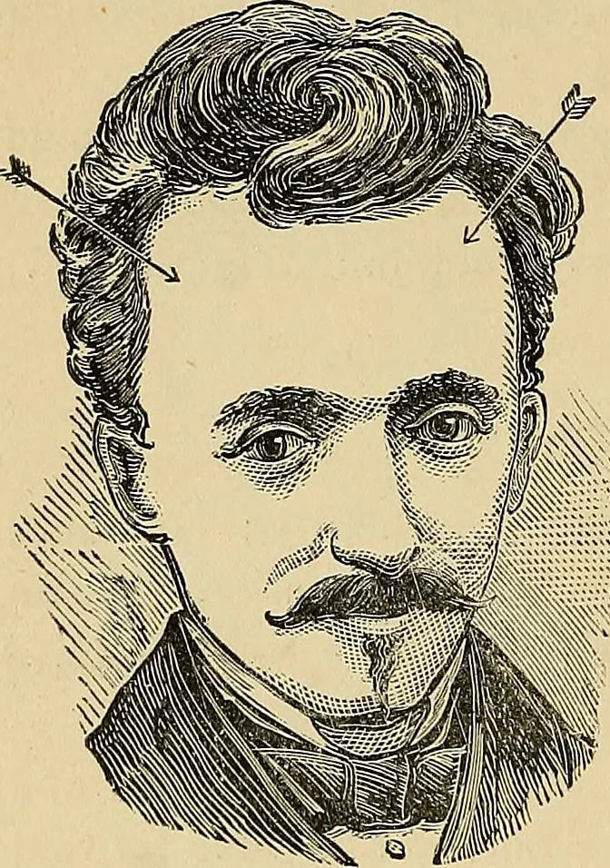 An illustration from A new illustrated hand-book of phrenology, physiology and physiognomy, 1878, leaf 239