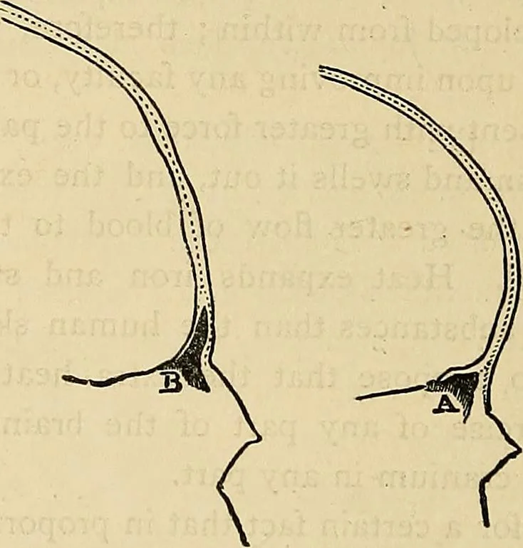 An illustration from A new illustrated hand-book of phrenology, physiology and physiognomy, 1878, leaf 297
