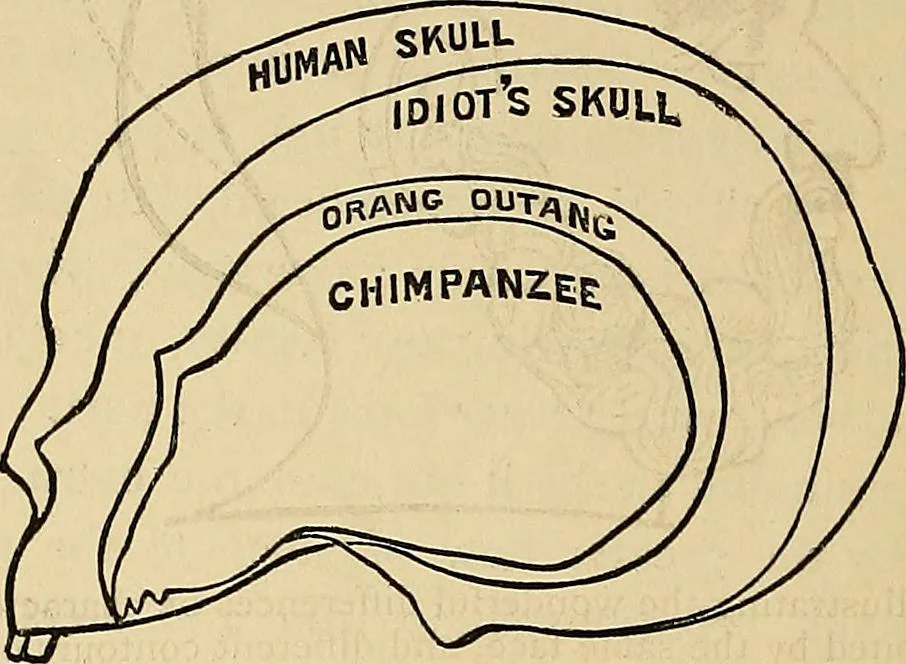 An illustration from A new illustrated hand-book of phrenology, physiology and physiognomy, 1878, leaf 299