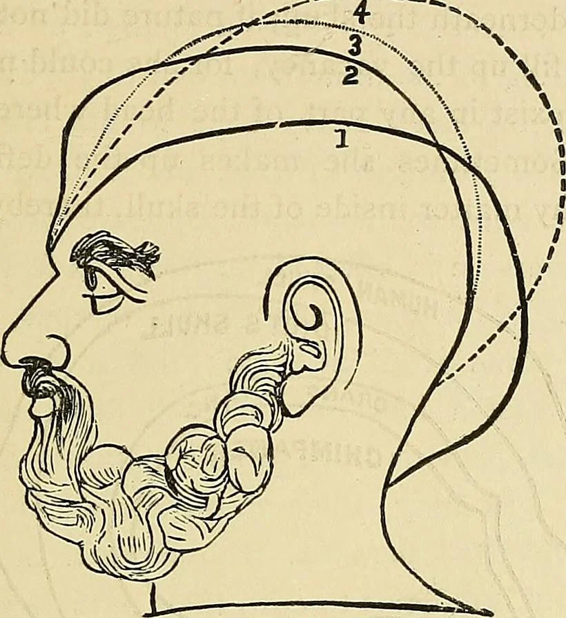 An illustration from A new illustrated hand-book of phrenology, physiology and physiognomy, 1878, leaf 300
