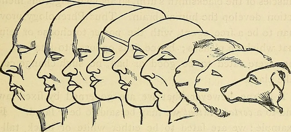 An illustration from A new illustrated hand-book of phrenology, physiology and physiognomy, 1878, leaf 306