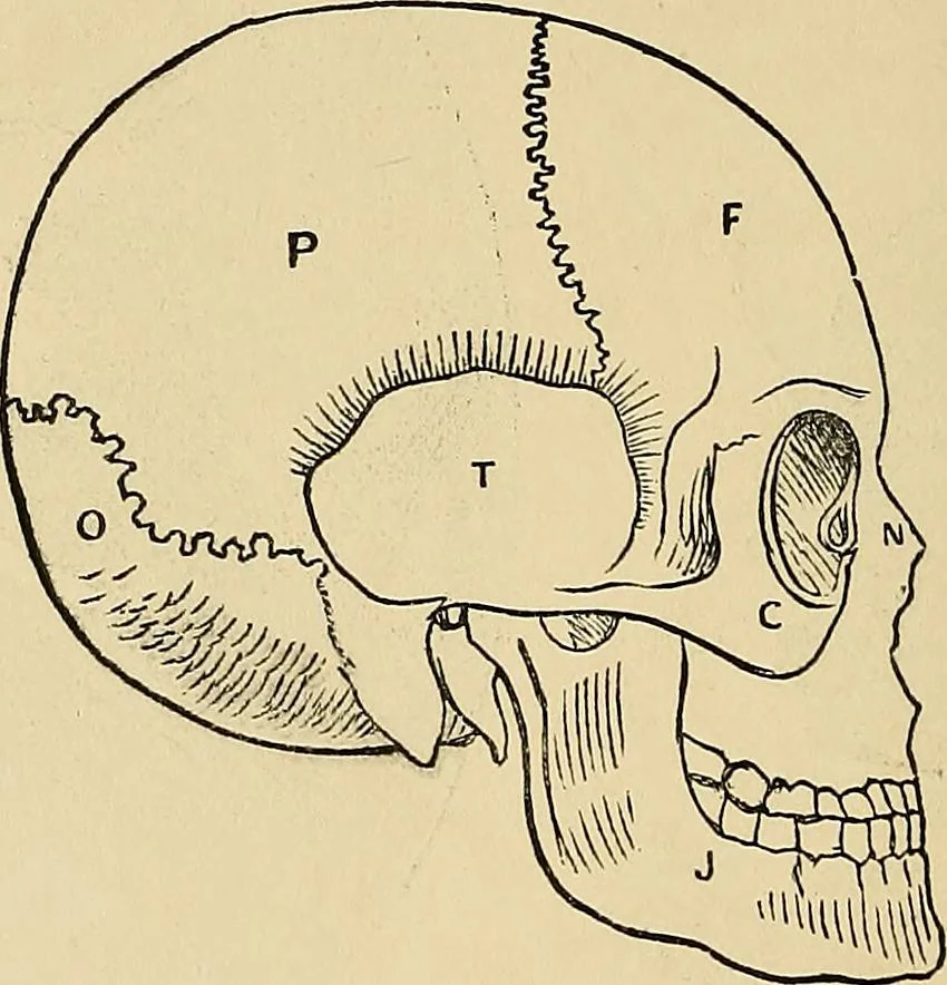 An illustration from A new illustrated hand-book of phrenology, physiology and physiognomy, 1878, leaf 43