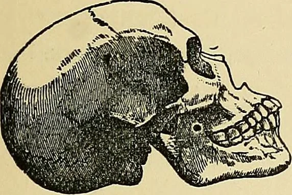 An illustration from A new illustrated hand-book of phrenology, physiology and physiognomy, 1878, leaf 44
