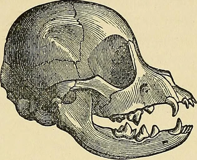 An illustration from A new illustrated hand-book of phrenology, physiology and physiognomy, 1878, leaf 44