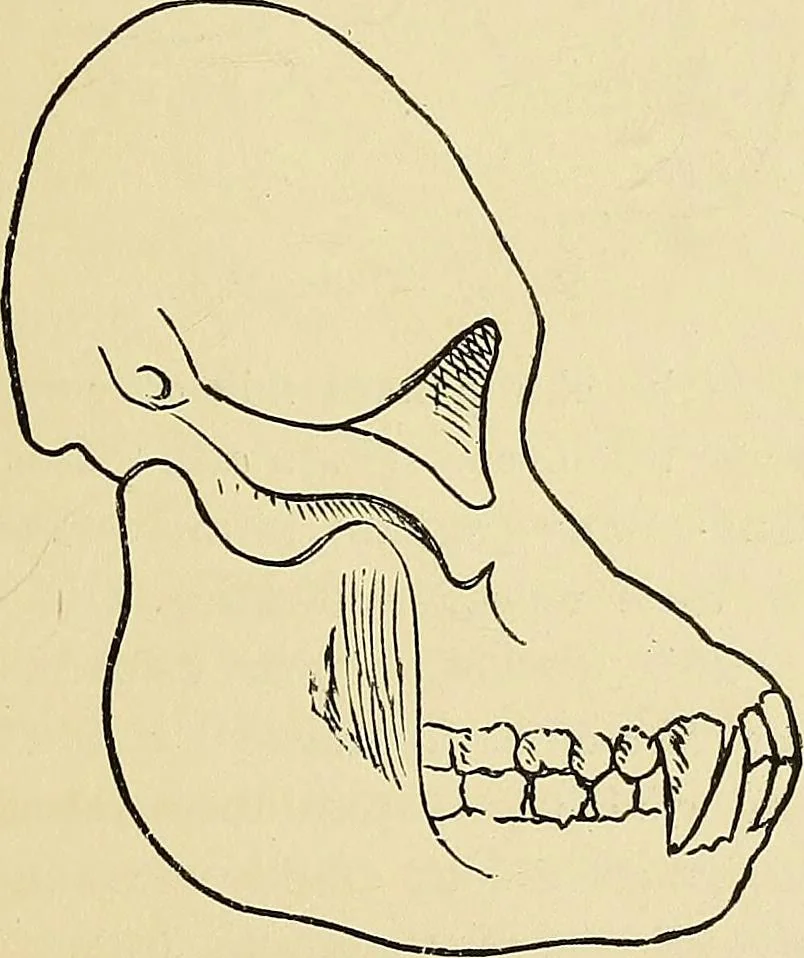 An illustration from A new illustrated hand-book of phrenology, physiology and physiognomy, 1878, leaf 44