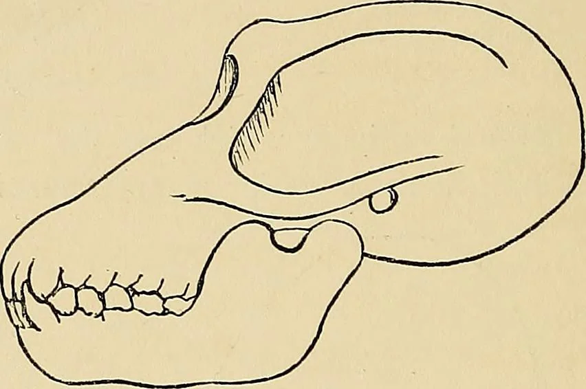 An illustration from A new illustrated hand-book of phrenology, physiology and physiognomy, 1878, leaf 45