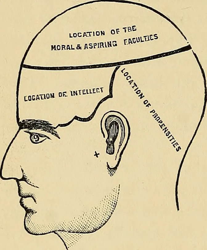 An illustration from A new illustrated hand-book of phrenology, physiology and physiognomy, 1878, leaf 51