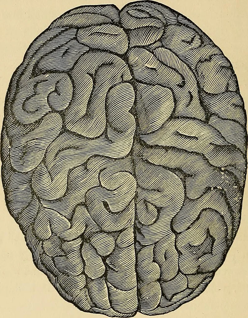 An illustration from A new illustrated hand-book of phrenology, physiology and physiognomy, 1878, leaf 55