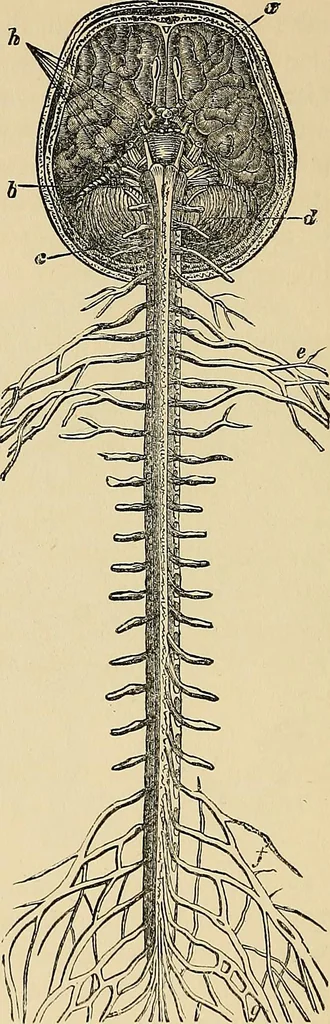 An illustration from A new illustrated hand-book of phrenology, physiology and physiognomy, 1878, leaf 59