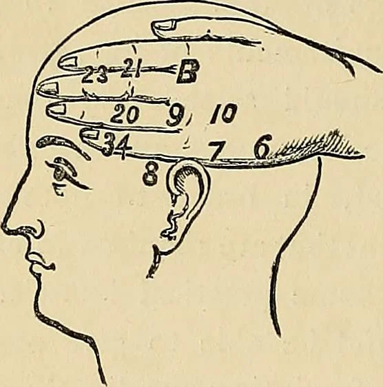 An illustration from A new illustrated hand-book of phrenology, physiology and physiognomy, 1878, leaf 87