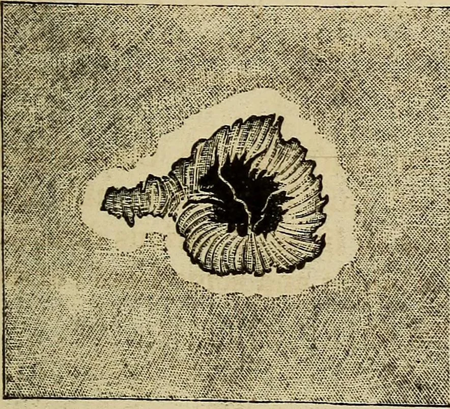 An illustration from A new manual of the elements of astronomy, descriptive and mathematical .., 1868, leaf 110