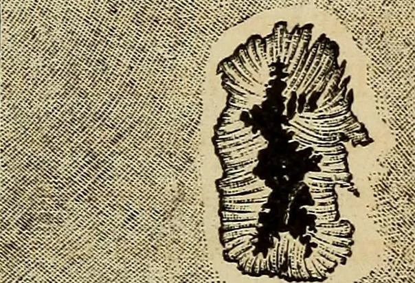 An illustration from A new manual of the elements of astronomy, descriptive and mathematical .., 1868, leaf 110